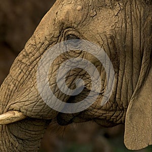Close up of an elephants head isolated