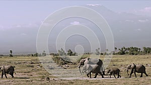 Close up of elephants and mt kilimanjaro at amboseli in kenya