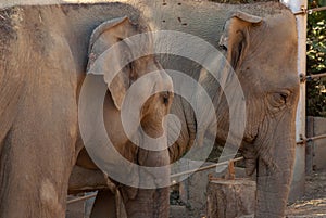 Close up of an elephants in zoo. The faces of a noble animal