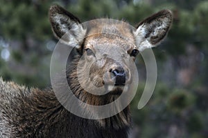Close Up of an Elk