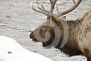 Close up of Elk on river in Yellowstone National Park