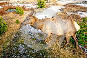 Close-up of Elk at Yellowstone