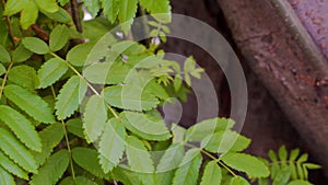 Close-up of elongated green leaves on tree branches. Stock footage. Beautiful green leaves of simple tree rustle from