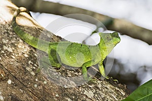 Close Up Emerald Basilisk Lizard in Tree
