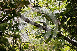 Close-up of Emerald toucanet in a tree in Monteverde, Costa Rica