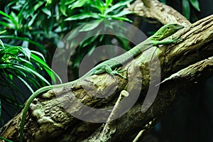 Close-up of Emerald Tree Monitor