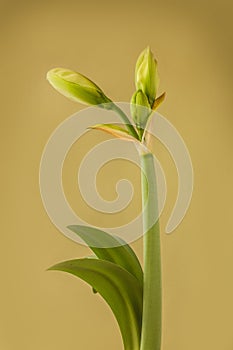 Close up of   emerging bud of Amaryllis Hippeastrum Double  Galaxy Group