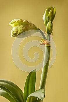 Close up of   emerging bud of Amaryllis Hippeastrum Double  Galaxy Group