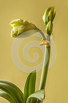 Close up of   emerging bud of Amaryllis Hippeastrum Double  Galaxy Group