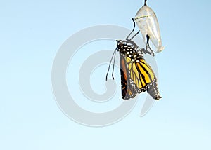 Close up of emerging monarch butterfly, hanging from chrysalis