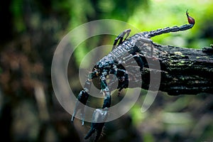 Close-up of an emperor scorpion perched on wood