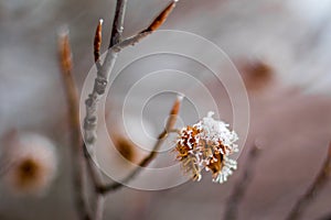 Close up of an empty beech nut spiky shell, covered with snow, still hanging on a branch, with a blurry background
