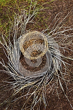 Close up of empty bird nest with swirled branches