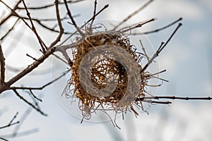 Close up empty birds nest