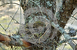 Close up of empty birds nest in the pine tree with lichens and moss.