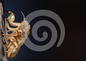 Close-up of the empty chitin shell of an insect, which hangs on a tree bark against a dark background