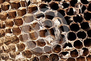 Close up empty honeycomb cells