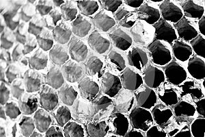 Close up empty honeycomb cells