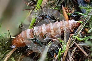 Empty moth pupae shell between moss and pine needles