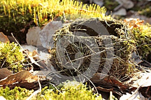 Close up empty nest with sprouts in spring