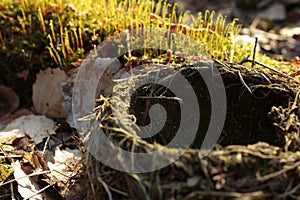 Close up empty nest with sprouts in spring