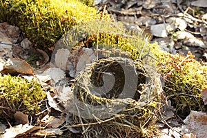 Close up empty nest with sprouts in spring