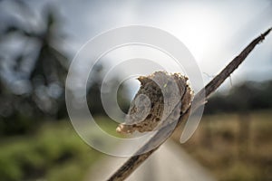 Close up of the brown-colored mantid egg case on the blade of grass.