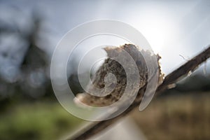 Close up of the brown-colored mantid egg case on the blade of grass.