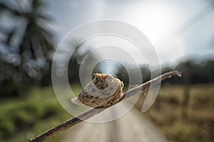 Close up of the brown-colored mantid egg case on the blade of grass.