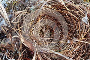 Close up empty swallows nest. Top view photo