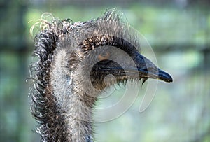 Close-up of an Emu (Dromaius novaehollandia)