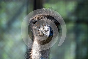 Close-up of an Emu (Dromaius novaehollandia)