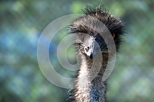 Close-up of an Emu (Dromaius novaehollandia)