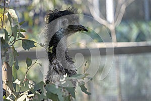 Close-up of an Emu (Dromaius novaehollandia)