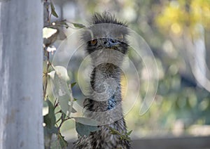 Close-up of an Emu (Dromaius novaehollandia)