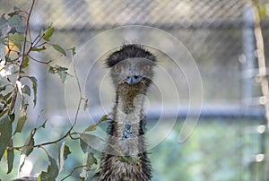 Close-up of an Emu (Dromaius novaehollandia)