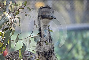 Close-up of an Emu (Dromaius novaehollandia)