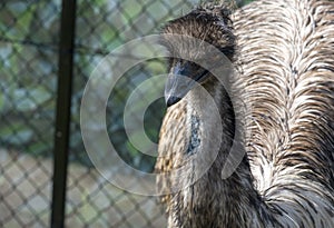 Close-up of an Emu (Dromaius novaehollandia)