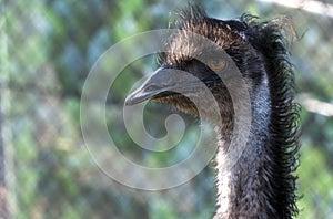 Close-up of an Emu (Dromaius novaehollandia)