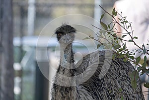 Close-up of an Emu (Dromaius novaehollandia)