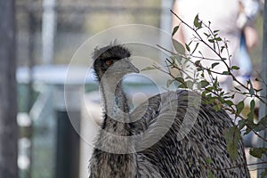 Close-up of an Emu (Dromaius novaehollandia)