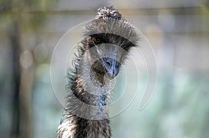 Close-up of an Emu (Dromaius novaehollandia)