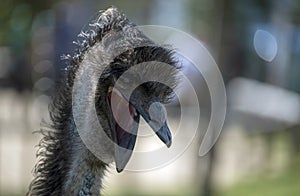 Close-up of an Emu (Dromaius novaehollandia)