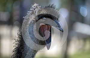 Close-up of an Emu (Dromaius novaehollandia)