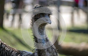 Close-up of an Emu (Dromaius novaehollandia)