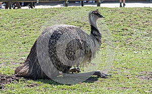 Close-up of an Emu (Dromaius novaehollandia)