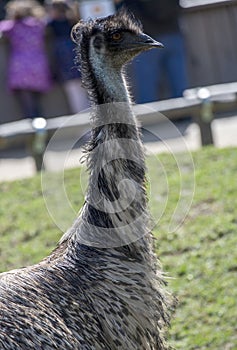 Close-up of an Emu (Dromaius novaehollandia)