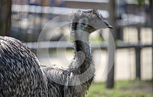 Close-up of an Emu (Dromaius novaehollandia)