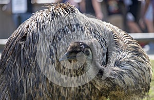 Close-up of an Emu (Dromaius novaehollandia)