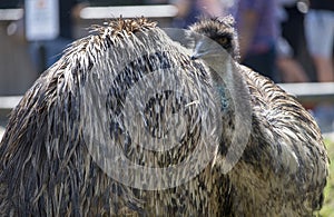 Close-up of an Emu (Dromaius novaehollandia)